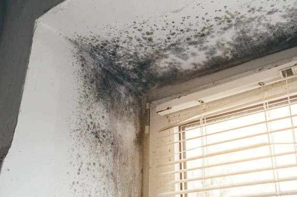 Affordable Mold Cleanup solutions in Dunedin, FL